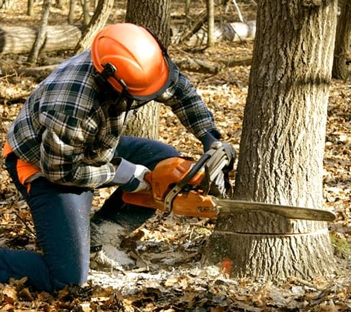 Tree Removal in Midland, PA